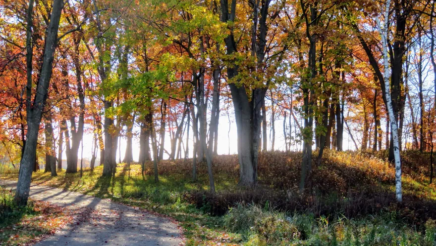 Sunlight filtering through a green forest canopy